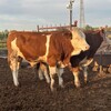400多斤西门塔尔小牛好养易活四肢强健
