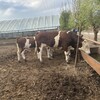 西门塔尔牛犊小母牛三四百斤的价钱出栏快