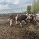 6个月的西门塔尔牛小母牛大小都有四肢强健