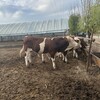 400斤西门塔尔母牛散养肉牛犊生态散养