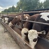五个月西门塔尔母牛苗可技术跟踪服务改良育肥小牛