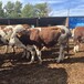 西门塔尔2岁母牛400斤左右市场价多少散养肉牛