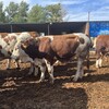 五百斤至六百斤西门塔尔繁殖母牛适应性强红白花的