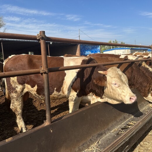 四百斤的西门塔尔牛苗育肥效果好散养育肥牛