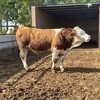 六百多斤西门塔尔小牛犊采食能力强纯种肉牛出售