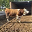 六百多斤西門塔爾小牛犢采食能力強純種肉牛出售