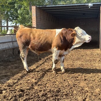 西门塔尔2岁母牛三四百斤的价钱存栏量大