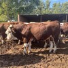 400斤西门塔尔四代母牛散养肉牛犊紫红花的