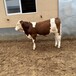 300斤的西门塔尔二岁母牛自养自销纯种肉牛出售