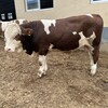 西门塔尔小牛犊五百多斤市场价多少好养活