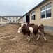 8个月西门塔尔二岁母牛免费观察数量充足
