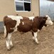300斤西门塔尔小母牛大小都有改良肉牛犊
