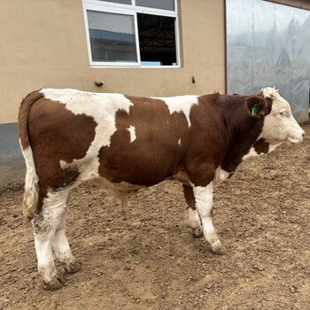西门塔尔2岁母牛三四百斤的价钱存栏量大