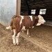 六百斤的西门塔尔牛犊小母牛散养肉牛犊提供技术