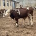 四五百斤的西门塔尔小母牛散养肉牛犊出栏快