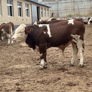 西门塔尔母牛500多斤价钱纯放山牛