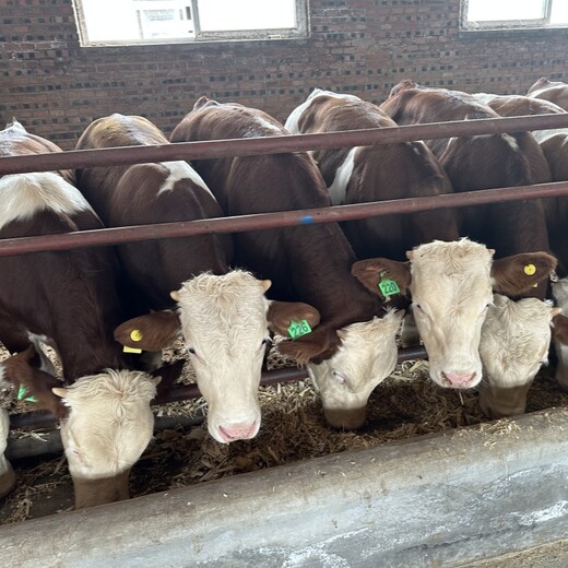 四百斤西门塔尔牛小母牛现货充足纯种肉牛出售