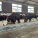 西门塔尔母牛苗六百多斤市场价多少散养育肥牛