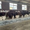 5个月的西门塔尔小母牛苗好养易活产肉量高