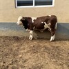 六百斤的西门塔尔繁殖母牛散养肉牛犊四肢强健