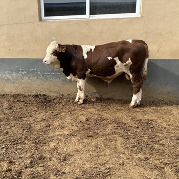 500--600斤西门塔尔小母牛犊采食能力强改良育肥小牛