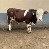 西门塔尔小母牛犊500多斤价钱存栏量大