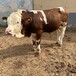 西门塔尔小母牛犊五百斤至六百斤价钱红白花的