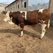 西门塔尔2岁母牛400多斤现在什么价格散养育肥牛