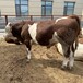 600多斤西门塔尔小公牛可技术跟踪服务散养肉牛