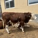 西门塔尔小母牛犊400--500斤多少钱一头全国都可养