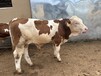 400斤的西门塔尔小母牛犊提供养殖技术可视频挑选