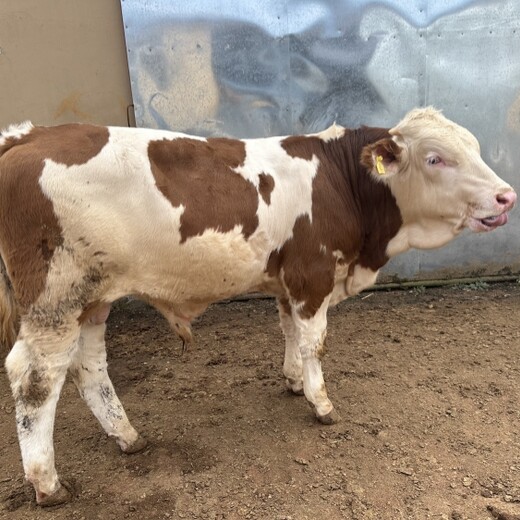 400多斤的西门塔尔二岁母牛四肢结实紫红花的