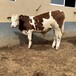 三四百斤西门塔尔牛小母牛提供养殖技术散养肉牛