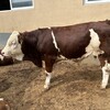 西门塔尔2岁母牛600多斤出售免费观察