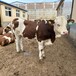 四百多斤西门塔尔繁殖母牛四肢结实放山架子牛