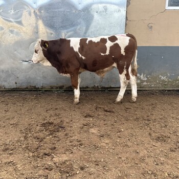 西门塔尔二岁母牛5个月的现在什么价现货充足