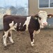 三百至四百斤一头西门塔尔牛散养肉牛犊改良肉牛犊