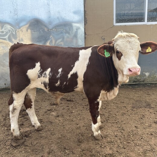 400斤的西门塔尔二岁母牛提供养殖技术周期短