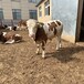 三百斤的西门塔尔牛犊子大小都有改良育肥小牛