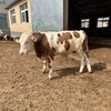 四五百斤西门塔尔小母牛采食能力强出肉率高