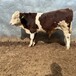 五之六个月西门塔尔小牛犊脊背宽阔产肉量高