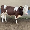 500斤的西门塔尔四代母牛免费观察生态散养