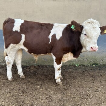 三四百斤西门塔尔小牛脊背宽阔改良育肥小牛