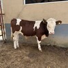 8个月西门塔尔繁殖母牛免费观察放山架子牛