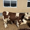500--600斤西门塔尔牛犊小母牛采食能力强存栏量大