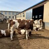 四百斤的西门塔尔小母牛犊好养易活数量充足