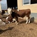 七个月的西门塔尔牛犊小母牛适应性强专车运输