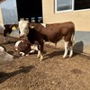 500--600斤西门塔尔牛小母牛采食能力强四肢强健