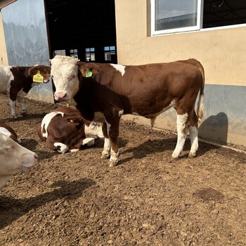 五百斤的西门塔尔小母牛犊育肥效果好体格大脂肪少