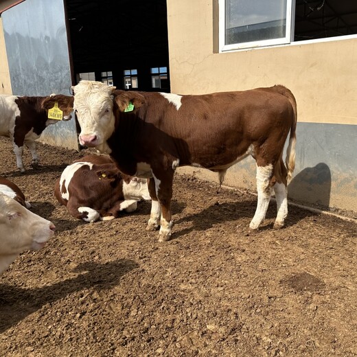 六百斤西门塔尔母牛散养肉牛犊四肢强健